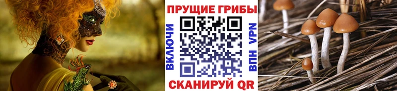 Псилоцибиновые грибы мицелий Купить где Заозёрный